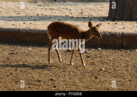 Deer Park Zoo à Jaipur Banque D'Images