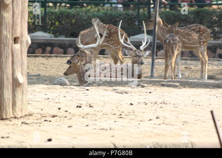 Deer Park Zoo à Jaipur Banque D'Images