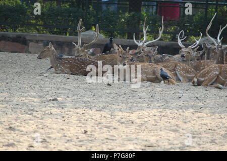 Deer Park Zoo à Jaipur Banque D'Images