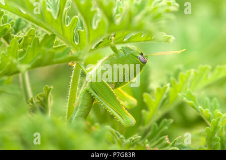 Le Mantis se cache dans le jardin parmi les feuilles de géranium Banque D'Images