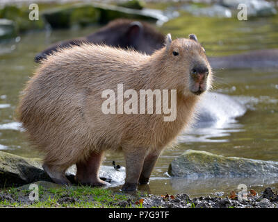 Libre de capybara (Hydrochoerus hydrochaeris) les pieds dans l'eau au bord d'un étang et vu de profil Banque D'Images