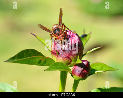 Libre'hornet (Vespa crabro) bourgeon de fleur de pivoine vu de face Banque D'Images