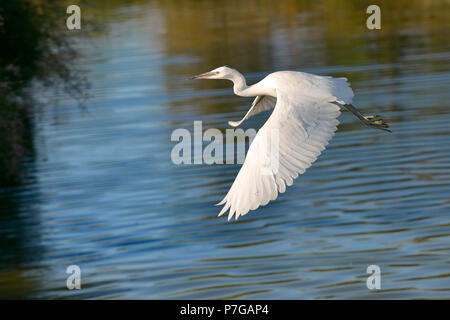 Libre de l'aigrette garzette (Egretta garzetta) volant au-dessus de l'eau, dans la Camargue est une région naturelle située au sud d'Arles, France, entre la Méditerranée Banque D'Images