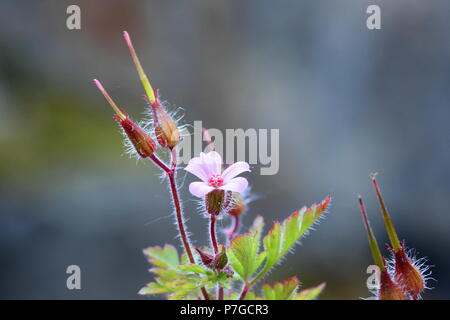 Blooming Herb Robert avec des graines Banque D'Images