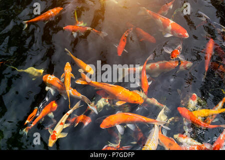 Beaucoup de fantaisie ou de la carpe koï appelées poissons nageant dans étang des carpes. Banque D'Images