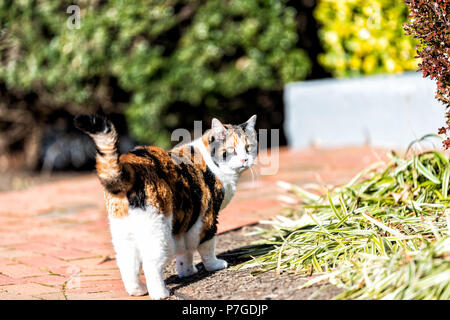 Chat calico curieux à l'extérieur, en plein air, debout dans le jardin, les yeux, le chemin pavé avec des buissons, à l'avant ou l'arrière-cour de la maison ou maison, looking at camera Banque D'Images