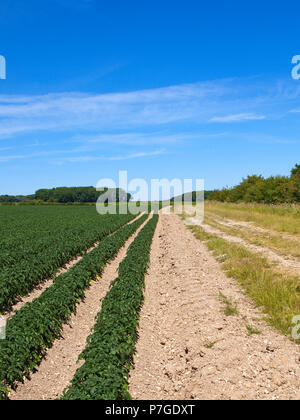 Récolte de pommes de terre sur sol calcaire de montagne à côté d'une haie d'aubépine bridleway avec Bois et bosquet dans le Yorkshire Wolds près de Water sous un ciel bleu Banque D'Images