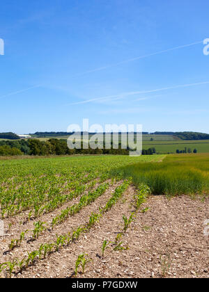 Les jeunes plantes de maïs à côté d'un mûrissement de la récolte d'orge, avec des collines et des haies à proximité de Water dans le Yorkshire Wolds sous un ciel bleu en été Banque D'Images