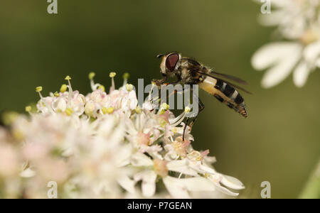 Un joli Hoverfly (Leucozona laternaria) nectar de fleurs sauvages sur une jolie campagne au Royaume-Uni. Banque D'Images