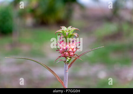 Ananas (Ananas bracteatus rouge), juvénile, petite - Pembroke Pines, Florida, USA Banque D'Images