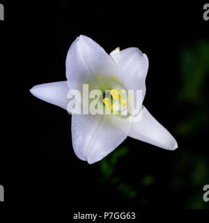 Belle fleur de lys de Pâques en fleurs. Blanc. six pétales, en forme de trompette et de fleurs odorantes. Banque D'Images