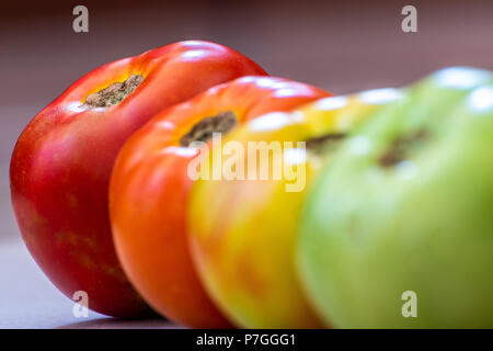 Les tomates à différents stades de maturation. Concept. L'accent est sur le Rouge tomate. Étapes sont vert puis tourner puis s'allume en rouge puis en rouge. Banque D'Images