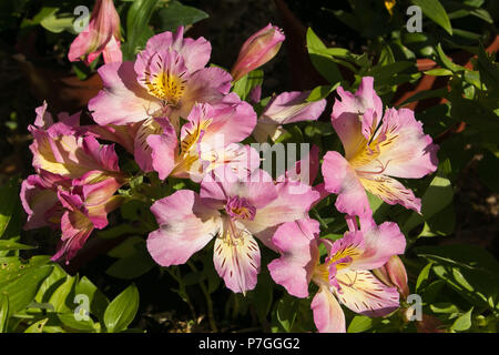 Un gros bouquet de fleurs d'alstroemeria rose dans le jardin Banque D'Images