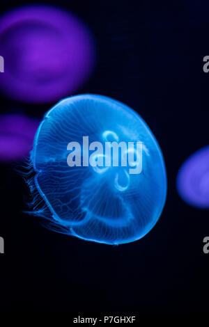 Méduses bleues dans l'aquarium Banque D'Images