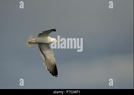 Moindre goéland marin en vol, Mer du Nord, romsdalsfjord, Norvège (Larus fuscus) Banque D'Images