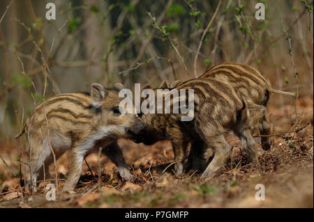 Les porcelets sanglier jouant lutte, forêt, printemps, l'Allemagne, (Sus scrofa) Banque D'Images