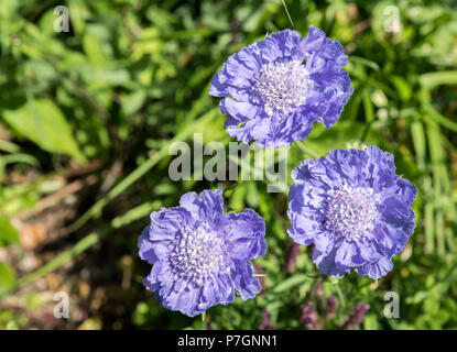 Bleuet bleu, Centaurea cyanus Banque D'Images