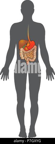 Le système digestif humain est constitué de l'appareil digestif ainsi que les organes auxiliaires de la digestion. Dans ce système, le processus de digestion a Illustration de Vecteur