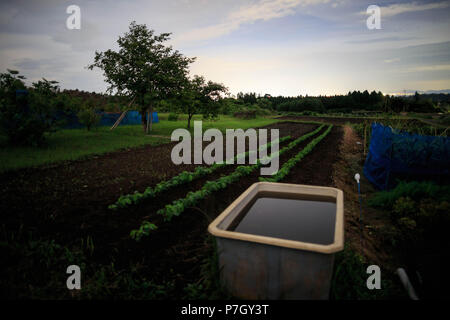 Bassin d'eau à côté des rangées de cultures sur petite ferme dans la campagne japonaise Banque D'Images