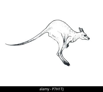 Vector kangaroo sketch Illustration de Vecteur