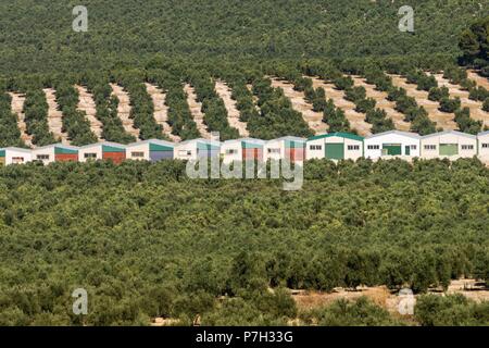 Olivares de la Loma de Ubeda, Jaén, Andalousie, Espagne, Europe. Banque D'Images