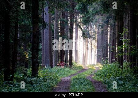 L'intérieur de un bosque de abetos, Abies alba, Bade-Wurtemberg, district de Selva Negra-, Allemagne, Europe. Banque D'Images