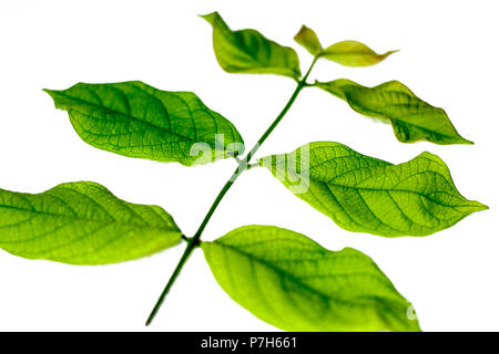 Close up d'une petite branche de madhumalti ou rangoon creeper isolé sur une surface blanche. Banque D'Images