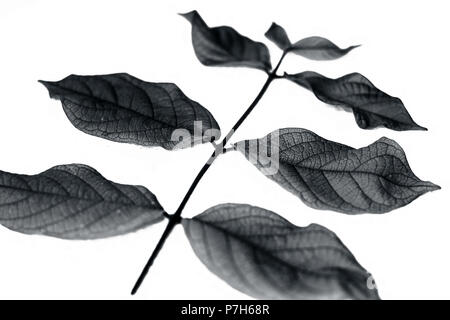 Close up d'une petite branche de madhumalti ou rangoon creeper isolé sur une surface blanche. Banque D'Images