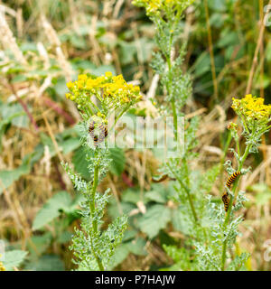 L'espèce de cinabre, Caterpillar, se nourrissant de la Tyrie jacobaeae séneçon commun toxiques en été, Dorset, Angleterre, Royaume-Uni Banque D'Images