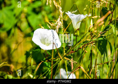 Bell flower blanc Banque D'Images