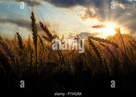 Beau champ avant la récolte du grain d'or Banque D'Images