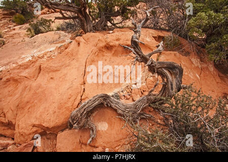 Canyonlands arbre mort Banque D'Images