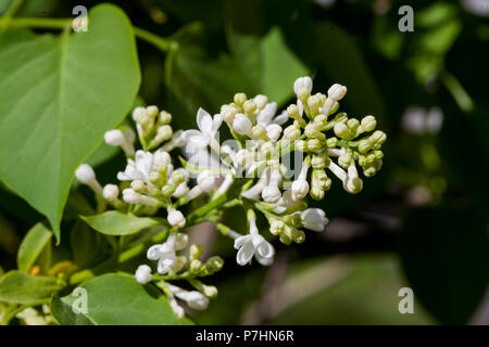 SYRINGA VULGARIS 2018 sur Bush au printemps Banque D'Images