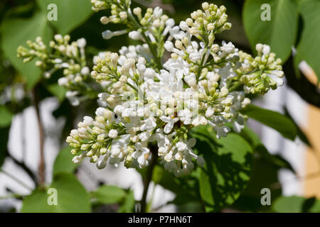 SYRINGA VULGARIS 2018 sur Bush au printemps Banque D'Images