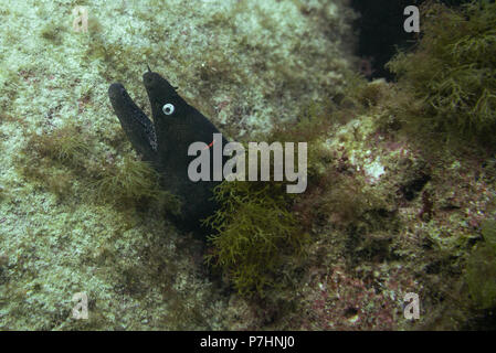 Grand Moray, Fuerteventura, îles canaries Banque D'Images