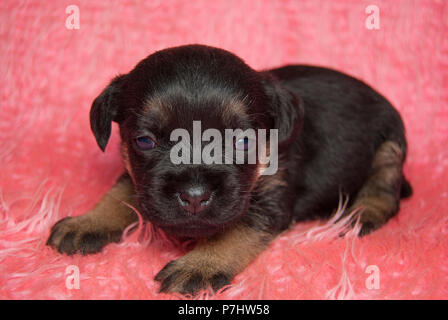Tous les 15 jours, un petit chiot Border terrier se trouve sur une couverture rose Banque D'Images
