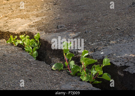 Jeune plante poussant dans le sol fissuré dans la pierre. À la lumière avec. Nouvelle vie écologie croissance financière business concept. Banque D'Images