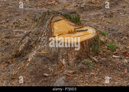 L'exploitation des forêts de pins de montagne des Carpates en Roumanie. Souche de pin, résultat de l'abattage. Domaine de la déforestation totale, couper la forêt. Banque D'Images