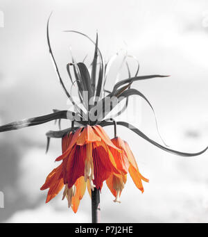 Fritillaria imperialis (fleur d'Orange couronne impériale, imperial fritillary ou Kaiser's crown) contre le fond de ciel noir et blanc. Banque D'Images