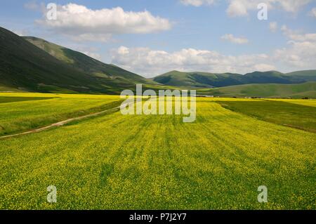 Lentilles dans le pian grande de Castelluccio di Norcia Banque D'Images