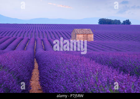 Dans les champs en fleurs fleurs de lavande interminables rangées près de Valensole, Provence. France Banque D'Images