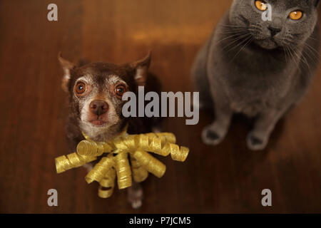 Shortcoat Chihuahua chien et chat Chartreux assis sur le plancher Banque D'Images