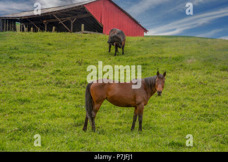 Cheval et vache au moment de la Coutry Grange sur la colline. Le ciel bleu sur la ferme avec des collines vertes dans Washington Palouse Banque D'Images