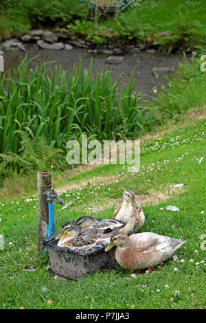 Canards dans l'eau dans un bol jusqu'à laver dans le jardin comme étang de jardin s'est tarie en 2018 vague de l'été Pays de Galles UK KATHY DEWITT Banque D'Images