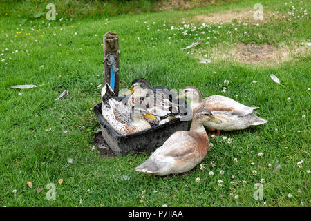 Canards dans l'eau dans un bol jusqu'à laver dans le jardin comme étang de jardin s'est tarie en 2018 vague de l'été Pays de Galles UK KATHY DEWITT Banque D'Images