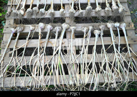 Plantes de bulbe d'ail disposées en séchage sur une palette en bois dans un jardin de campagne en juin canicule été 2018 Carmarthenshire Dyfed Wales UK KATHY DEWITT Banque D'Images