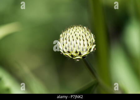 Fleurs de chefs de giant scabious (Cephalaria gigantea) Banque D'Images