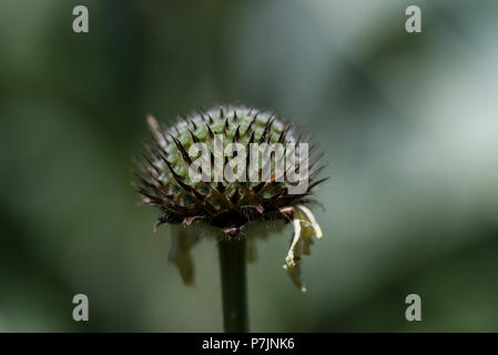 Fleurs de chefs de giant scabious (Cephalaria gigantea) Banque D'Images