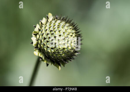 Fleurs de chefs de giant scabious (Cephalaria gigantea) Banque D'Images