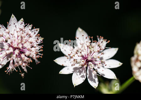 Le capitule d'une plus grande masterwort Astrantia (majeur) Banque D'Images